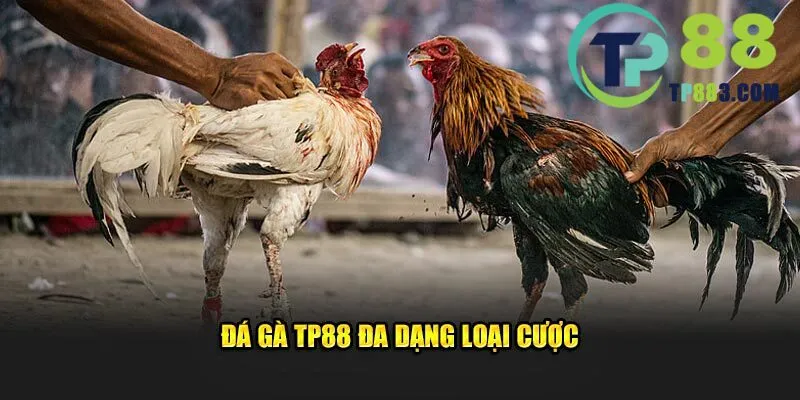 Đá gà TP88 đa dạng loại cược