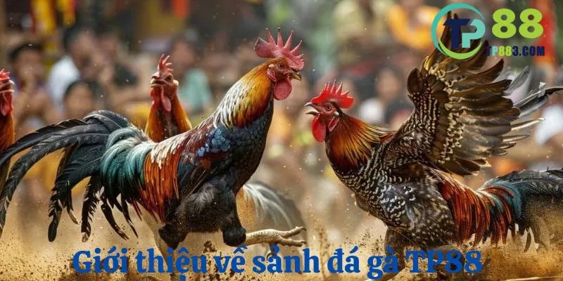 Tổng quan giới thiệu một vài nét về sảnh game đá gà tại TP88
